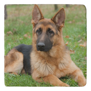 Create Your Own Pet Photo Custom Picture Trivet