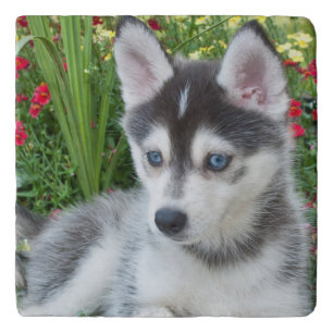 Create Your Own Pet Photo Custom Picture Trivet