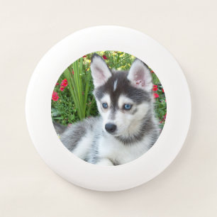 Create Your Own Pet Photo Custom Picture Wham-O Frisbee
