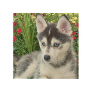 Create Your Own Pet Photo Custom Picture Wood Wall Art