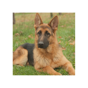 Create Your Own Pet Photo Custom Picture Wood Wall Art