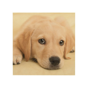 Create Your Own Pet Photo Custom Picture Wood Wall Art