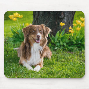 Create Your Own Pet Photo Mouse Pad