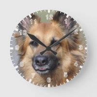 Create your own pet photo