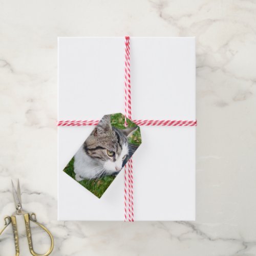 Create your own pet photo to and from custom gift tags