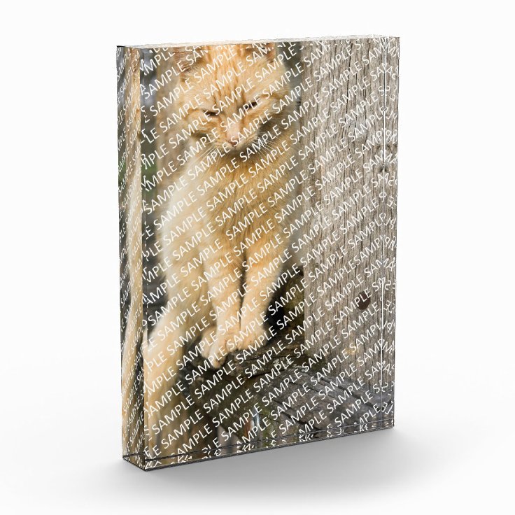 Create Your Own Pet Portrait Acrylic Block | Zazzle