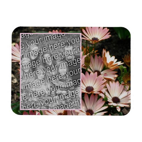 Create Your Own Pink African Daisy Flowers Photo Magnet