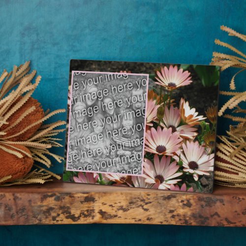 Create Your Own Pink African Daisy Flowers Photo Plaque