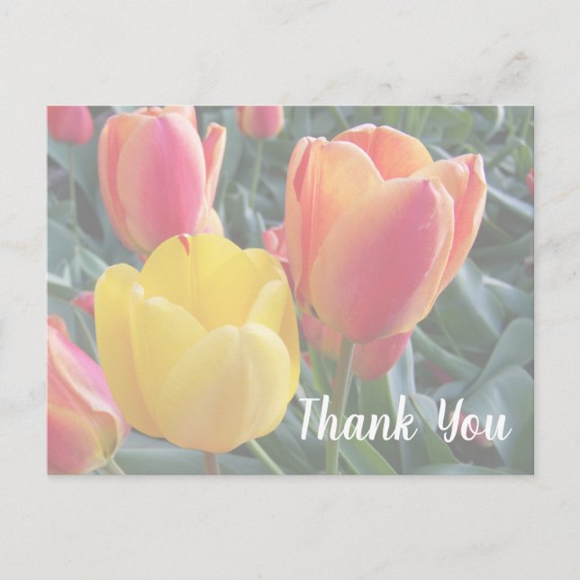 Create Your Own Soft Colors Photo Thank You Postcard (Front)