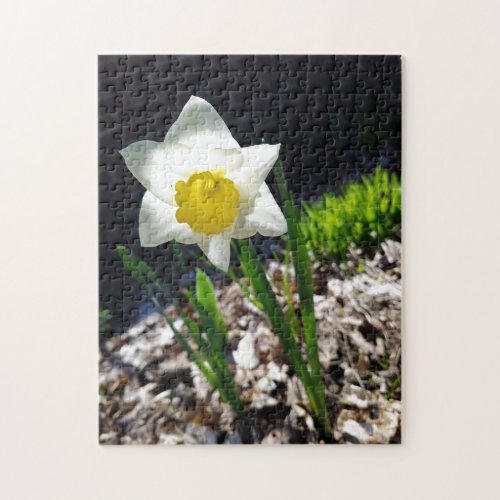 Creative white daffodil garden jigsaw puzzle