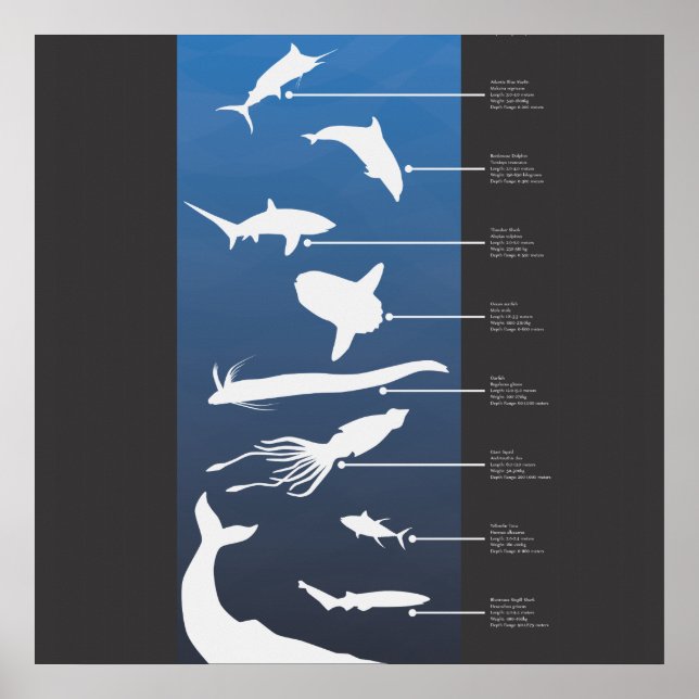 Creatures of the Open Ocean Poster (Front)