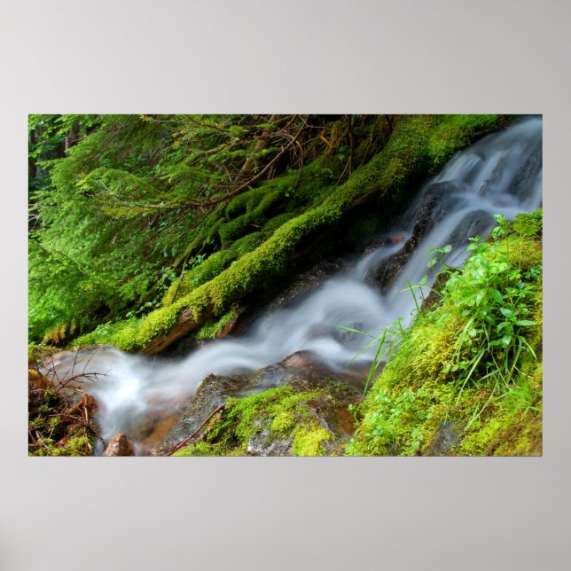 Creek in Mt. Rainier National Park Poster (Front)