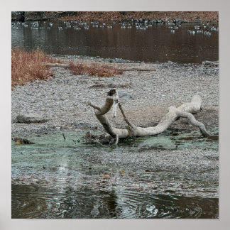 Creek Photo Poster