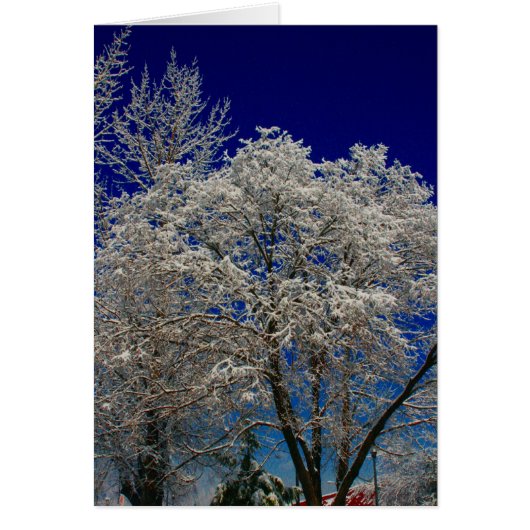 creel snow tree cards (Front)