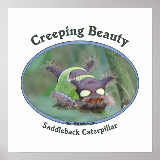 Creeping Beauty Poster (Front)