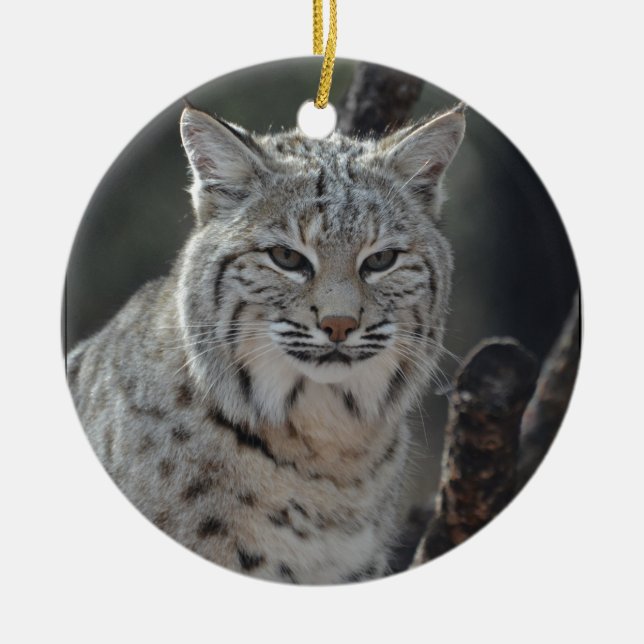 Creeping Bobcat Ceramic Ornament (Front)