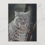 Creeping Bobcat Postcard