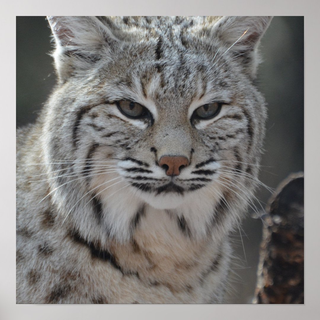 Creeping Bobcat Poster | Zazzle