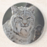 Creeping Bobcat Sandstone Coaster
