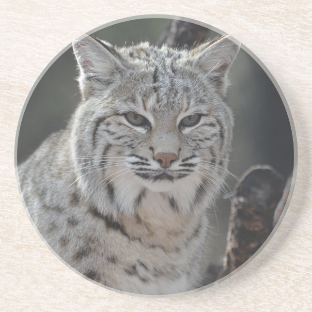 Creeping Bobcat Sandstone Coaster (Front)
