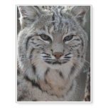 Creeping Bobcat Temporary Tattoos