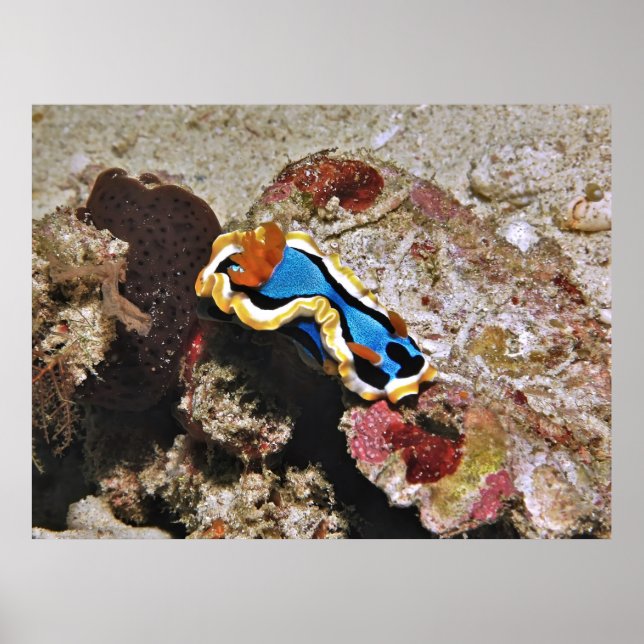 Creeping Chromodoris Poster (Front)