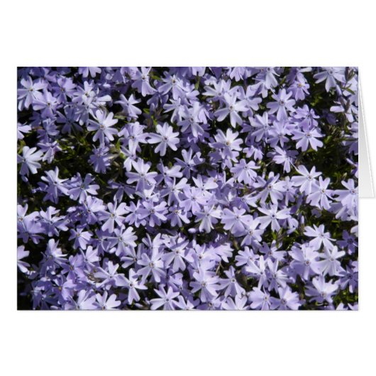 Creeping Phlox Cards (Front Horizontal)