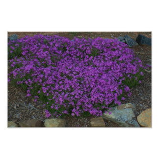 Creeping phlox photo print