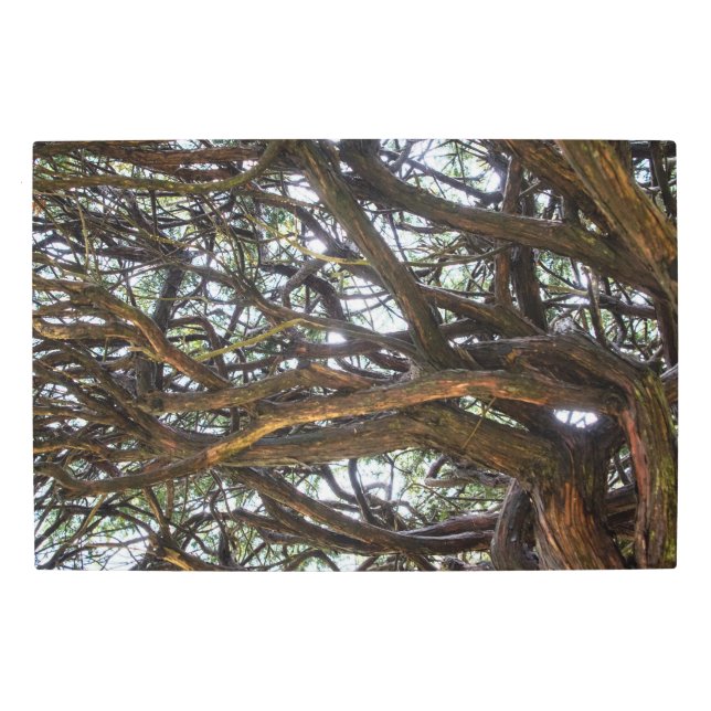 Creeping Towards the Sky Metal Print (Front)