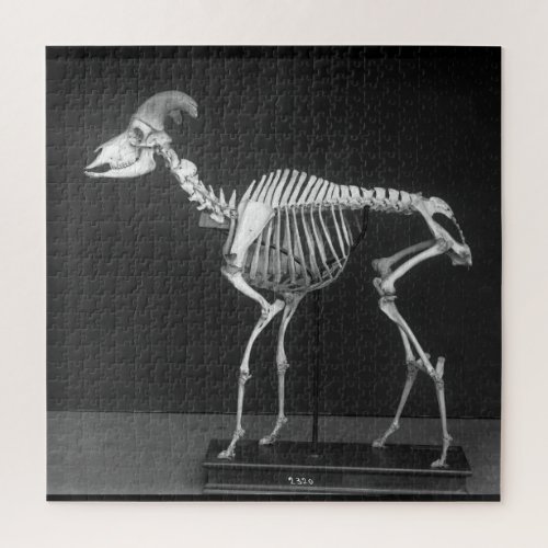 Creepy Bighorn Sheep Mounted Skeleton BW Photo Jigsaw Puzzle