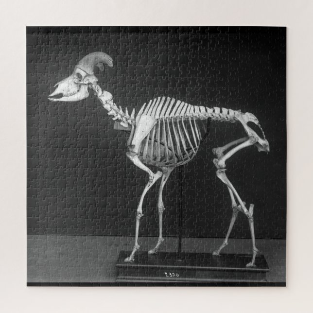 Creepy Bighorn Sheep Mounted Skeleton B&W Photo Jigsaw Puzzle (Vertical)