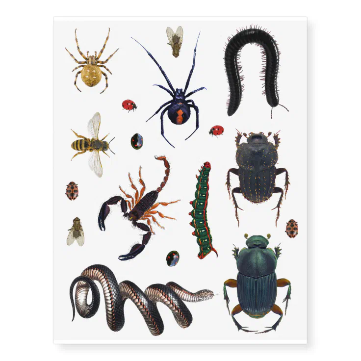 Creepy Crawly Bugs Spiders Caterpillars Insect Temporary Tattoos | Zazzle Creepy Crawly Bugs Spiders Caterpillars Insect Temporary Tattoos | Zazzle