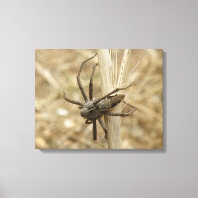 Creepy Crawly Spider Canvas Print (Front)