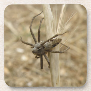 Creepy Crawly Spider Cork Coaster