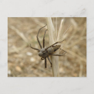 Creepy Crawly Spider Postcard