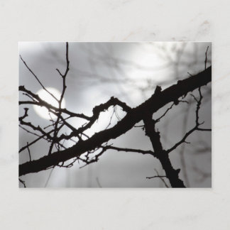 Creepy Halloween Silhouette Branches Mist & Sun Postcard