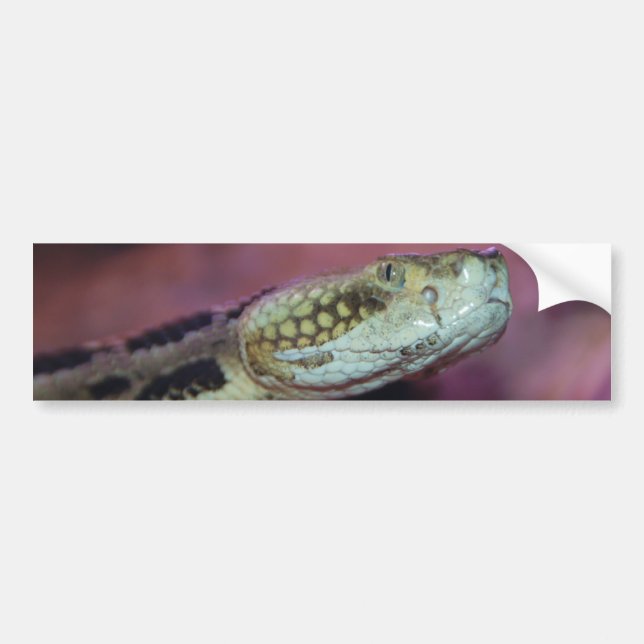 Creepy Snake Bumper Sticker (Front)