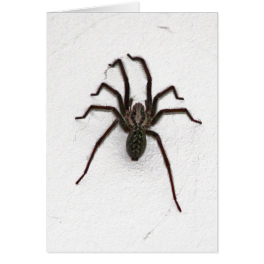 Creepy Spider Cards (Front)