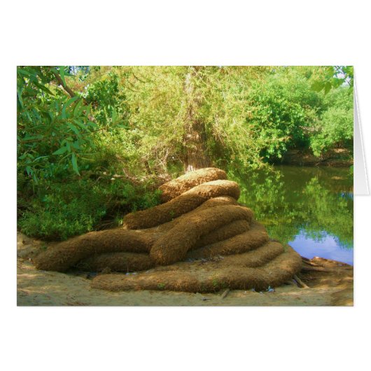 Creepy Tree Trunk Cards (Front Horizontal)