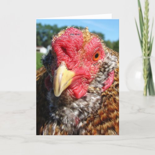 Creole Easter Egger Rooster Holiday Card