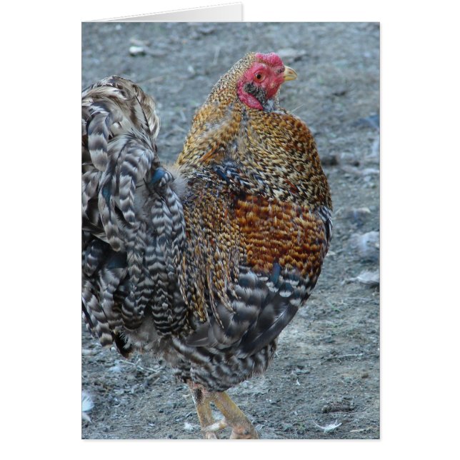 Creole Rooster Cards (Front)