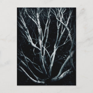 Creosote Bush 2614 Postcard