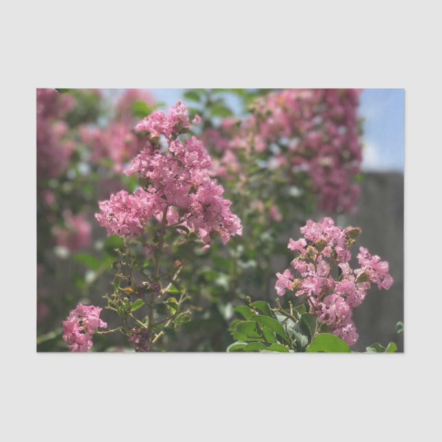 Crepe Myrtle blossom tissue paper (Front)