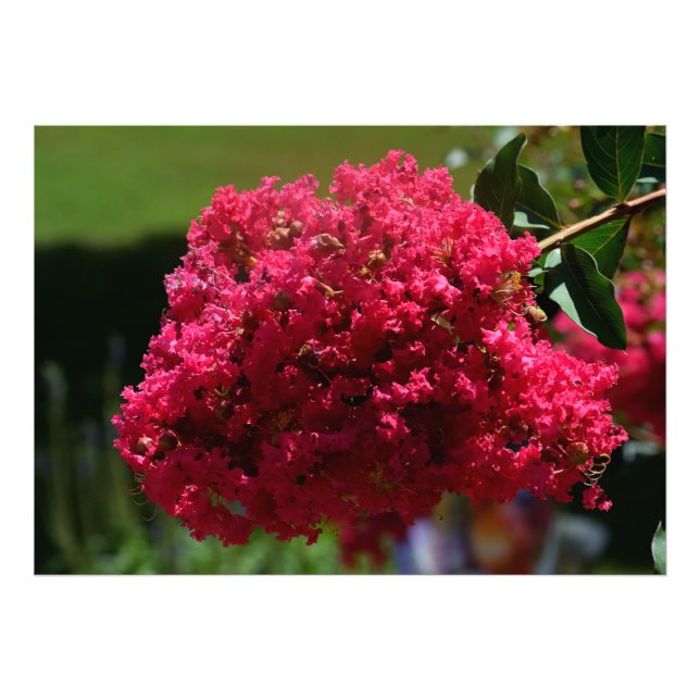 Crepe Myrtle flower Photo Print (Front)
