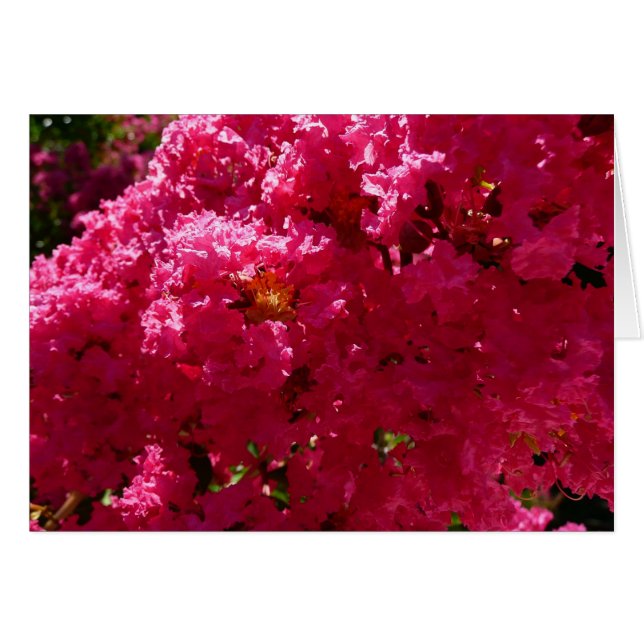 Crepe Myrtle Tree Magenta Floral Cards (Front Horizontal)