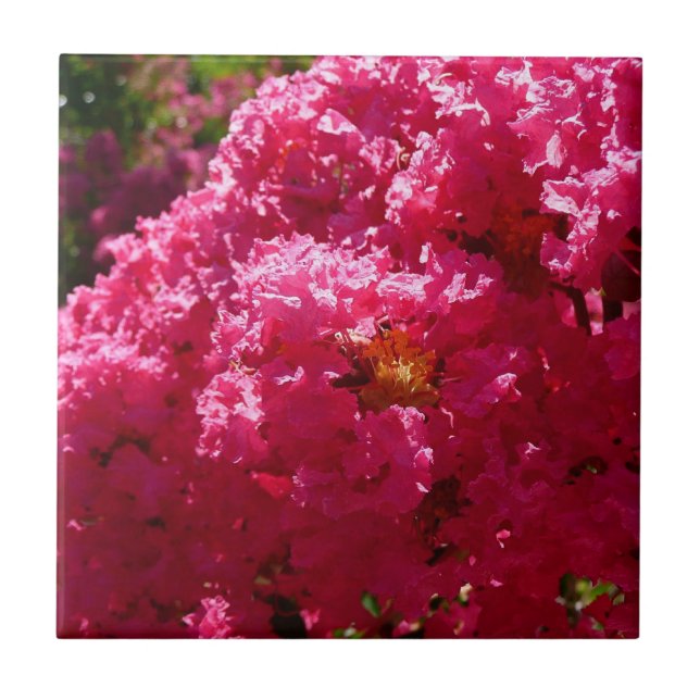 Crepe Myrtle Tree Magenta Floral Ceramic Tile (Front)