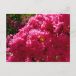 Crepe Myrtle Tree Magenta Floral Postcard