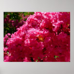 Crepe Myrtle Tree Magenta Floral Poster