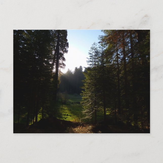 Crescent Meadow Morning at Sequoia National Park Postcard (Front)