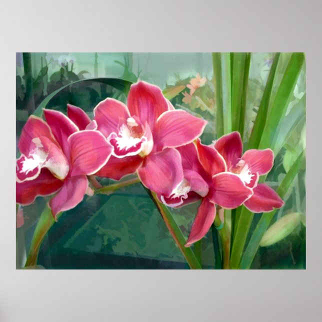 Crescent of Cymbidium Poster (Front)